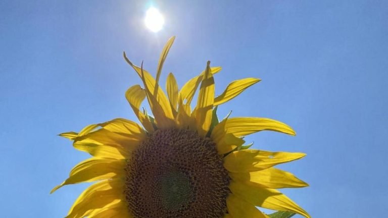 Este video me ayudó más que un psicólogo: una reflexión sobre la vida y la esperanza