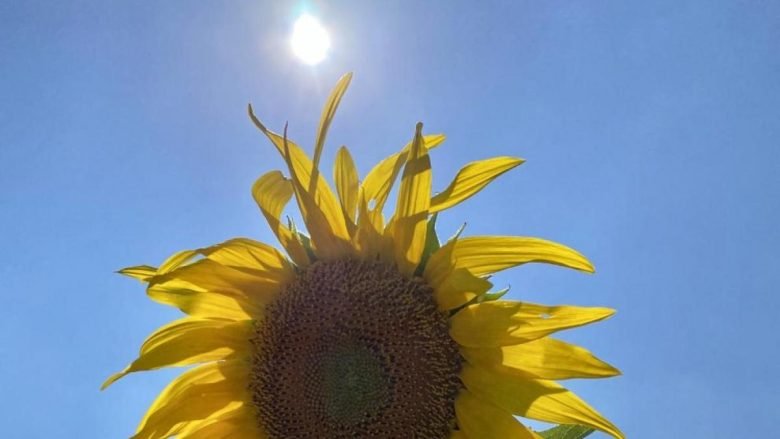 Este video me ayudó más que un psicólogo: una reflexión sobre la vida y la esperanza